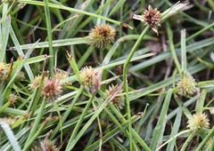 Cyperus brevifolioides