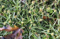 Cyperus brevifolioides