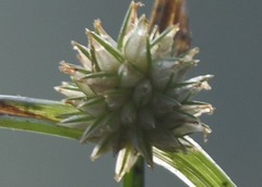 Cyperus brevifolioides