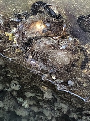 Mollusca