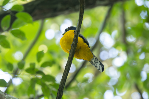 Choco Black-throated Trogon (Trogon cupreicauda), photo 6