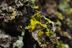 Chrysothrix granulosa