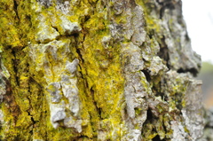 Chrysothrix granulosa