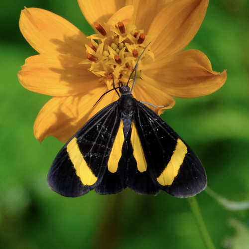 Myonia, 2025-06-29