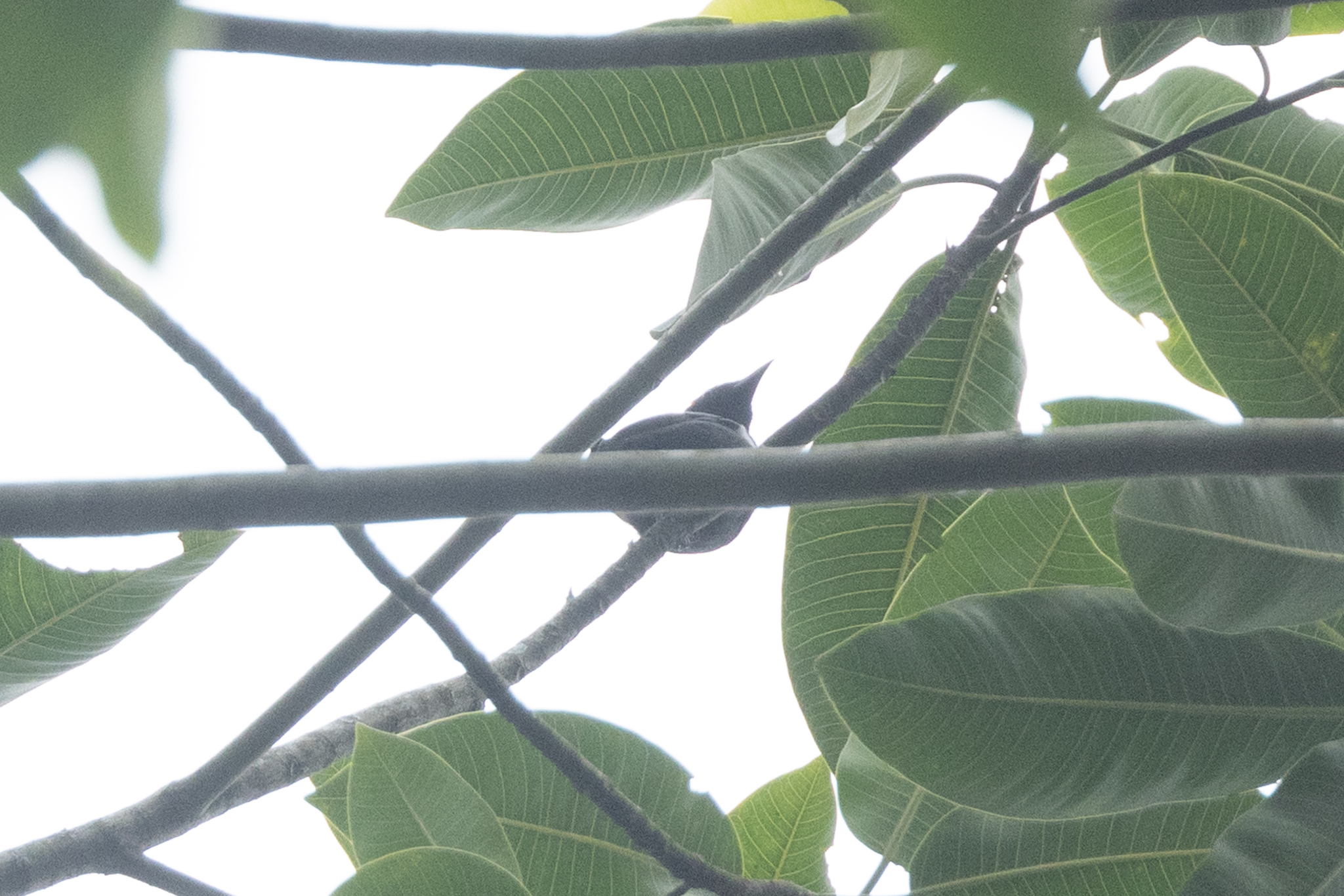 Scarlet-browed Tanager (Heterospingus xanthopygius), photo 4