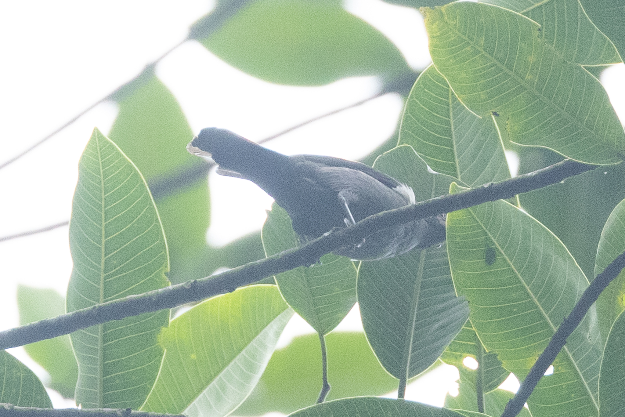 Scarlet-browed Tanager (Heterospingus xanthopygius), photo 3