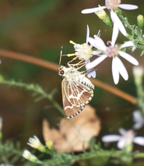 Amblyscirtes aesculapius