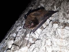 Myotis volans