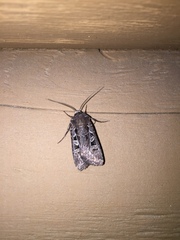 Euxoa divergens