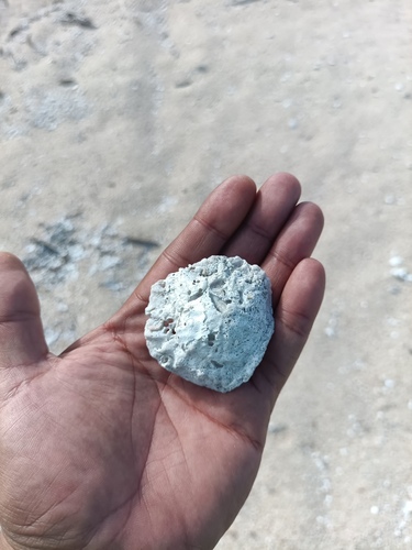 Crucibulum umbrella