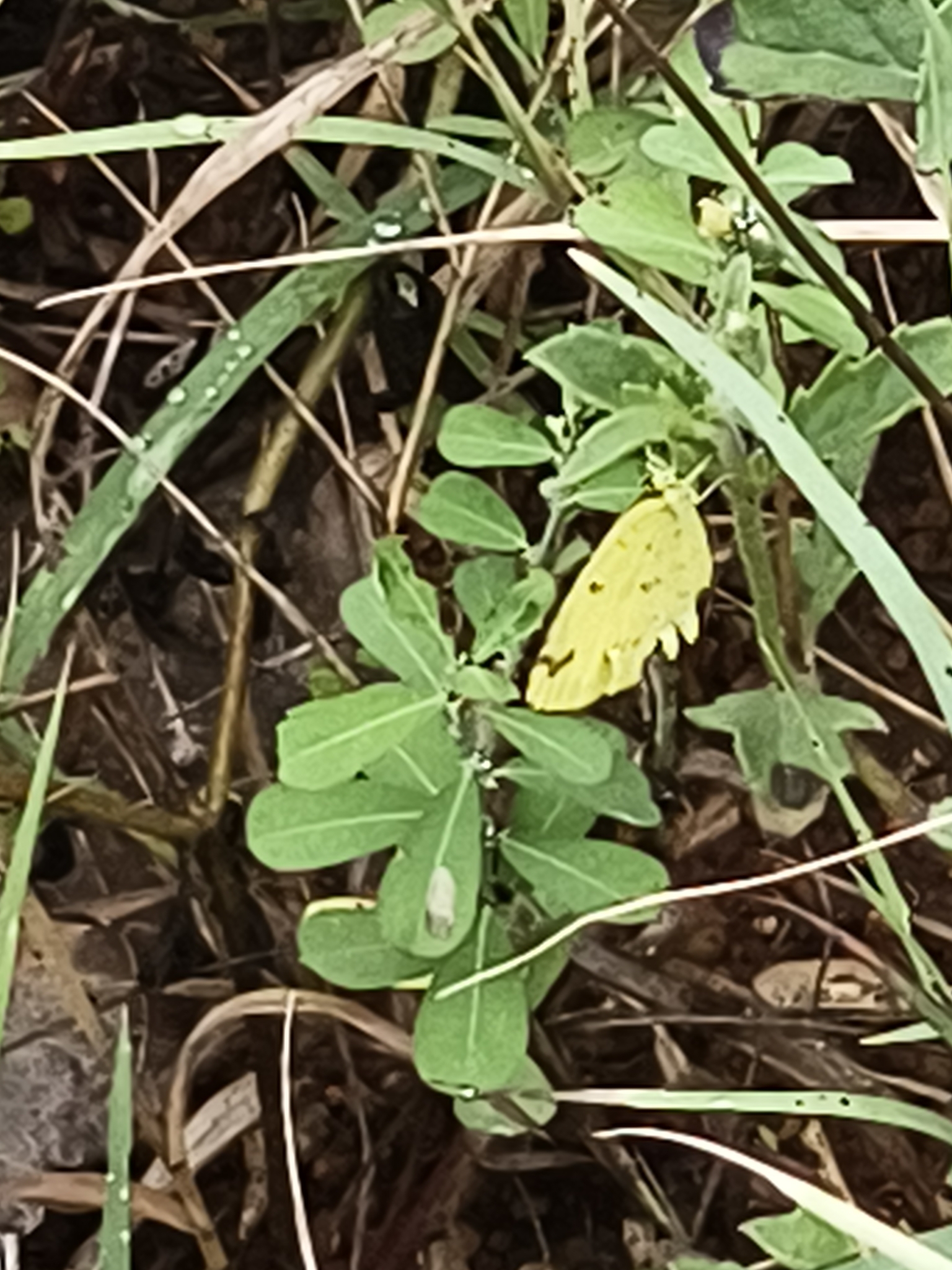 Common Grass Yellow