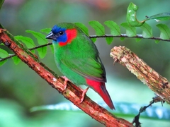 Red-Eared Parrotfinch photo 2