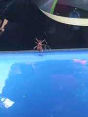Leptoglossus occidentalis