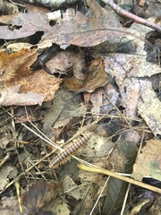 Semionellus placidus