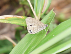 Hermeuptychia intricata