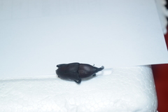 Cactophagus spinolae