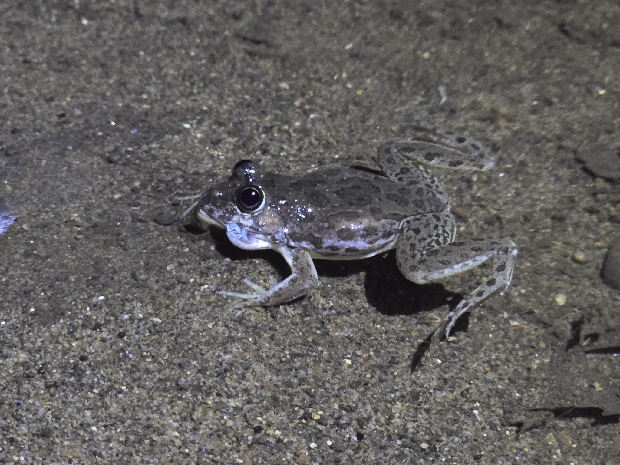 Indian Skipper Frog