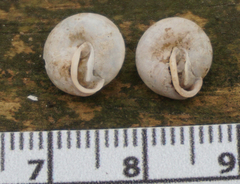 Euchemotrema leaii aliciae
