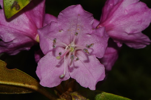 Rhododendron smokianum