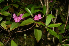 Rhododendron smokianum, photograph Brian Finzel, CC BY-SA, iNaturalist via GBIF