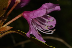Rhododendron smokianum, photograph Brian Finzel, CC BY-SA, iNaturalist via GBIF
