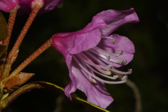Rhododendron smokianum, photograph Brian Finzel, CC BY-SA, iNaturalist via GBIF