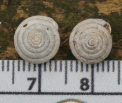 Euchemotrema leaii aliciae