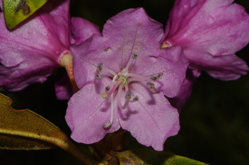 Rhododendron smokianum, photograph 4