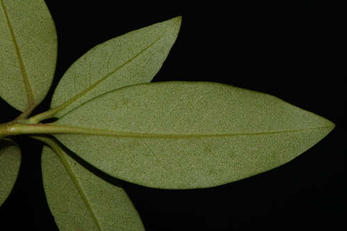 Rhododendron smokianum, photograph 5