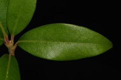 Rhododendron smokianum, photograph Brian Finzel, CC BY-SA, iNaturalist via GBIF
