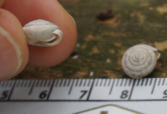Euchemotrema leaii aliciae