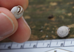 Euchemotrema leaii aliciae