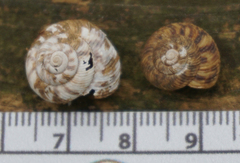Anguispira strongylodes