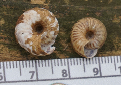 Anguispira strongylodes