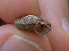 Anguispira strongylodes