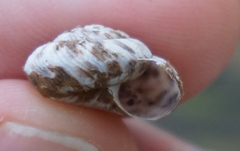 Anguispira strongylodes