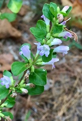 Clinopodium carolinianum