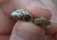 Anguispira strongylodes