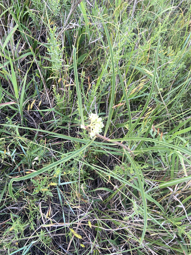 slimleaf milkweed
