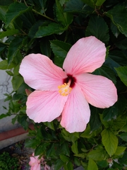 Hibiscus