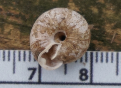 Triodopsis cragini
