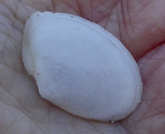 Rexithaerus secta