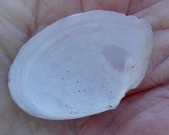 Rexithaerus secta