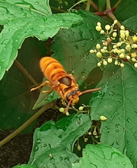 Vespa simillima xanthoptera