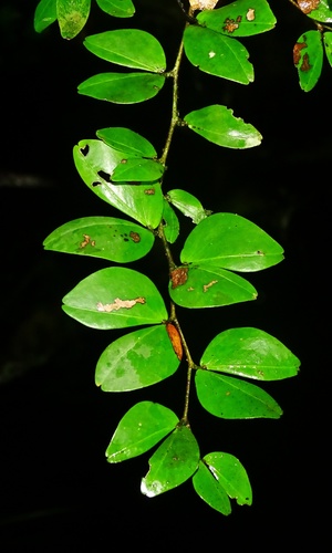 Cynometra bauhiniifolia