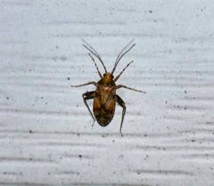 Phytocoris breviusculus