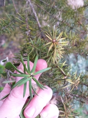 Podocarpus acutifolius