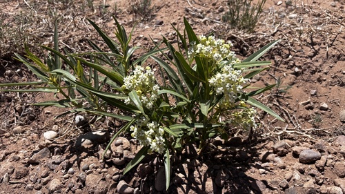 Utah milkweed (Asclepias labriformis)