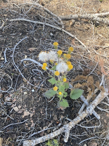 Rayless arnica (Arnica discoidea)