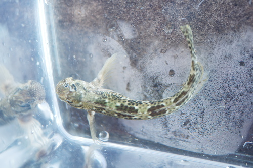 Blackspotted rockskipper (Entomacrodus striatus) — Blenniidae — 4
